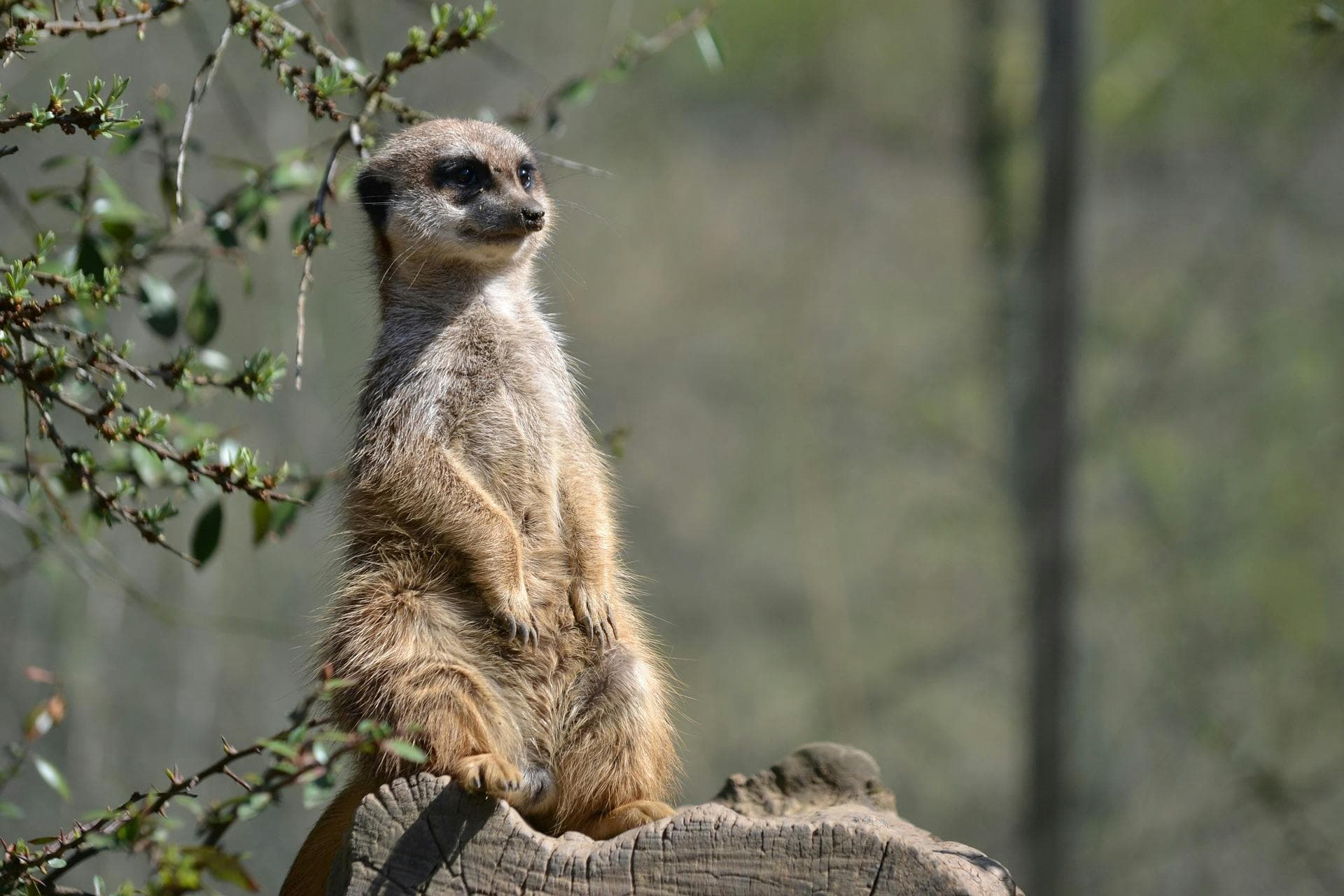 Meerkat standing guard
